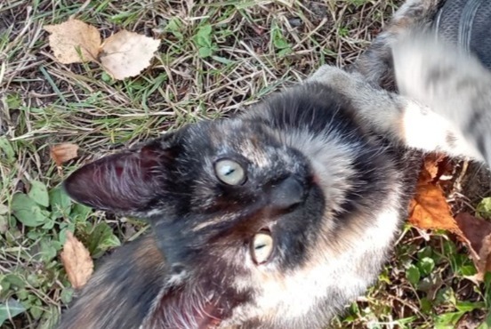 Alerte Disparition Chat Femelle , 2 ans Bains-sur-Oust France