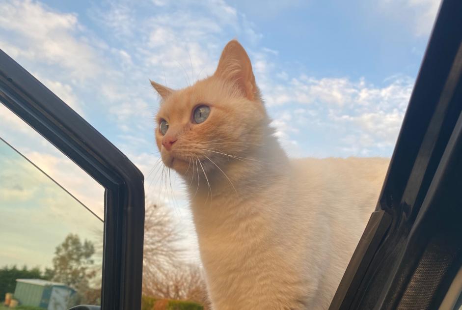 Alerte Disparition Chat  Mâle , 7 ans Monbéqui France